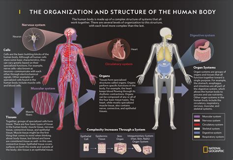 The Human Body's Complicated Relationship With